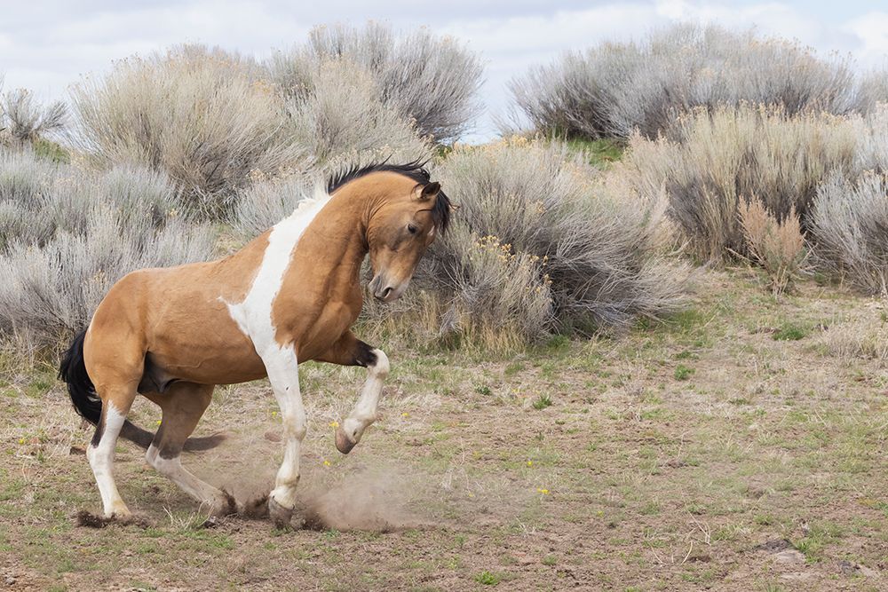 Wild stallion-dominance display